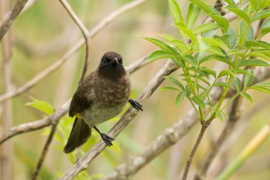 Bahçe bülteni bir dala oturmuş