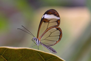 Yaprağın üzerinde kelebek