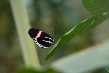 Yaprağın üzerinde kelebek