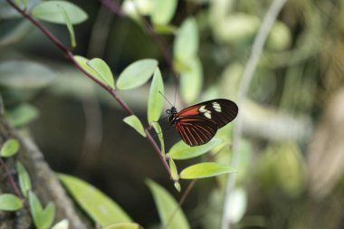 Yaprağın üzerinde kelebek