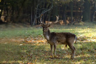 Kızıl geyik geyiği, geyik çiftleşme mevsimi
