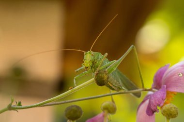 Bir bitkinin üzerindeki çekirgenin yakın çekimi.