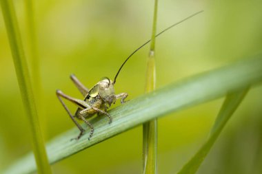 Çekirge böceğinin yakın görüntüsü
