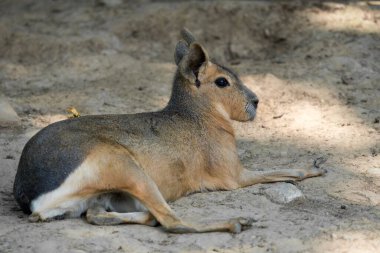 Patagonya Mara 'sı hayvanat bahçesinde
