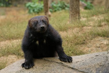 Hayvanat bahçesinde otururken