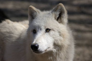 Ormandaki kutup kurdu