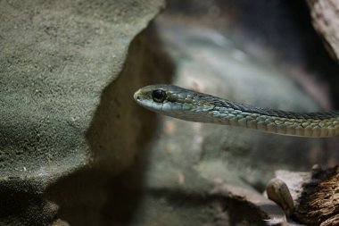 a close up of a snake in a garden clipart