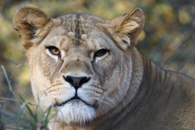 Hayvanat bahçesindeki aslan