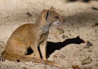 Hayvanat bahçesindeki sarı firavun faresi