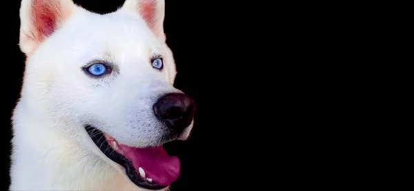 蓝眼睛 黑色背景的白色西伯利亚哈士奇犬 — 图库照片