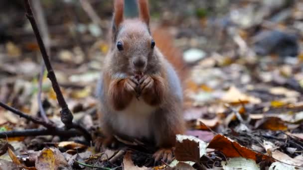 野生毛茸茸的松鼠在森林里啃坚果 秋天公园里发现的胡桃 吃起来很好吃 在户外咀嚼食物的小金丝雀的肖像 野生动物的概念 — 图库视频影像
