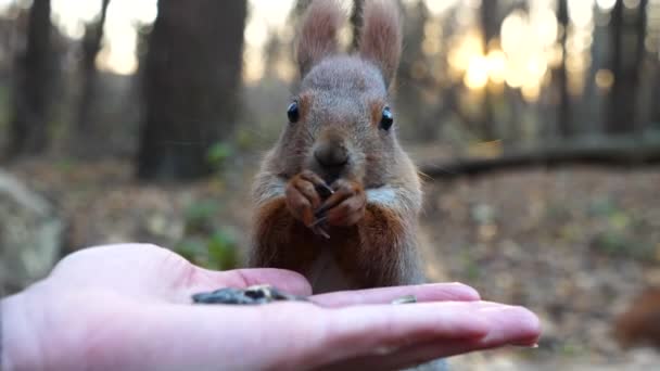 귀여운 설치류 소녀의 손에서 음식을 있습니다 다람쥐가 암컷의 팔에서 해바라기씨를 — 비디오