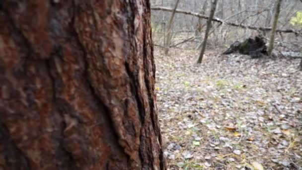 숲에서 나무줄기 뛰어다니는 다람쥐 귀여운 설치류가 공원의 먹이를 오르고 있습니다 — 비디오