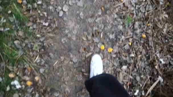 从雄性脚穿着运动鞋走在室外小径上的观点来看 年轻人的腿踩着干枯的落叶走在小径上 秋天在野外散步的家伙 慢动作 — 图库视频影像
