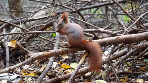 野生毛茸茸的松鼠坐在木树枝上咬着森林里的坚果 秋天公园里发现的胡桃 吃起来很好吃 在户外咀嚼食物的小坐骨神经 野生动物的概念 — 图库视频影像