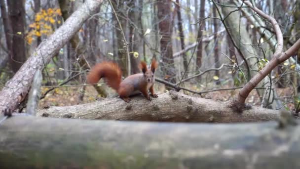 Cute Brązowy Gryzoń Siedzi Drewnianej Gałęzi Jesiennym Lesie Dzika Puszysta — Wideo stockowe
