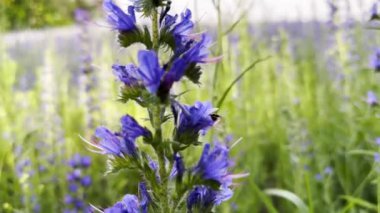 Bahar çiçeklerini dölleyen bal arısı. Uçan arı yaz tarlasında mor çiçekten polen topluyor. Çayırdaki kır çiçeklerinden nektar toplayan yaban arısı. Küçük böceğin sıkı çalışması. Yavaşla.