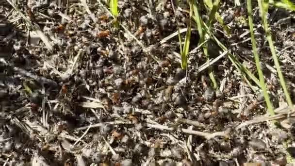 火蚁爬上蚁丘 成群结队的森林虫子爬行在形式上 数以百计的小凤尾鱼成群结队地聚集在他们的丘陵上 近处的头盔巢 慢动作 — 图库视频影像