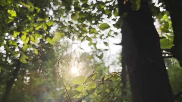 Telaraña Balanceándose Viento Con Luz Del Sol Fondo Spider Construye — Vídeo de stock