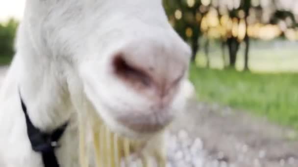 Meraklı Dişi Keçi Kameraya Bakıyor Onu Dışarıda Kokluyor Sevimli Memeli — Stok video