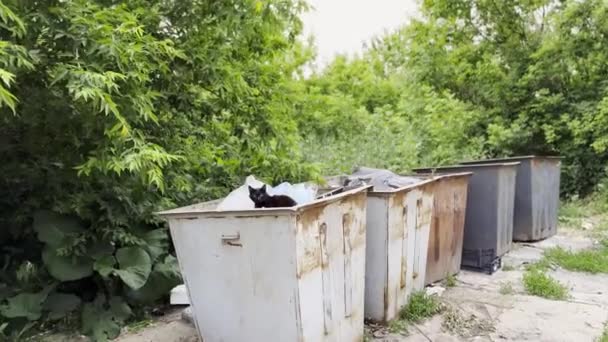 Svart Hemlös Katt Liggande Container Landet Vilsen Kattunge Tittar Kameran — Stockvideo