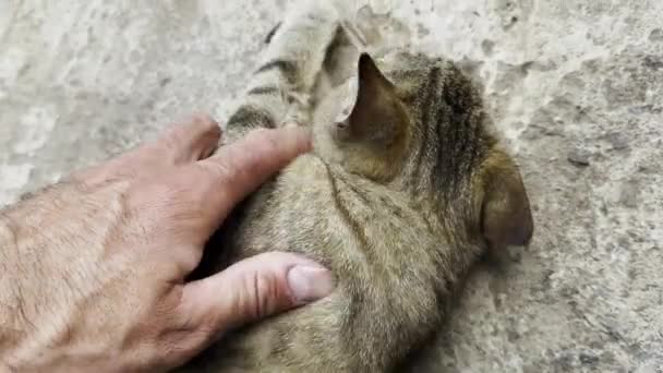 Männchen Streichelt Süßes Kätzchen Das Freien Liegt Hand Des Mannes — Stockvideo