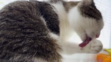 Güzel evcil kedi pençesini dille yalıyor ve içeride yüzünü yıkıyor. Şirin kedi yavrusu evde kendini tımar ediyor. Tapılası evcil hayvan kavramı. Kapat.