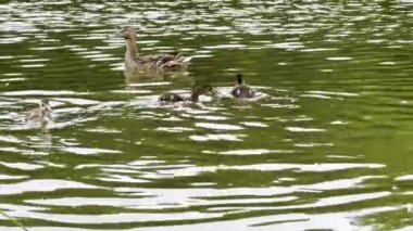 Yaz günü gölde yüzen ördek yavrularıyla Mallard. Gölde yüzen yavrularla ana ördek. Kuşlar doğal ortamında yaşar. Hayvan yaban hayatı kavramı. Yavaşça kapat.
