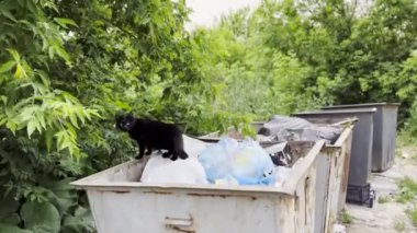 Kırsal kesimdeki bir çöp konteynerinde duran siyah evsiz kedi. Çöp kutusundan kameraya bakan sokak kedisi. Hayvanları koruma sorunu. Kapat.