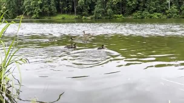夏の日に湖に浮かぶアヒルを抱えたマラード 池で泳ぐブロッドと母アヒル 自然の生息地にいる鳥たち 動物の野生生物の概念 スローモーションを閉じる — ストック動画