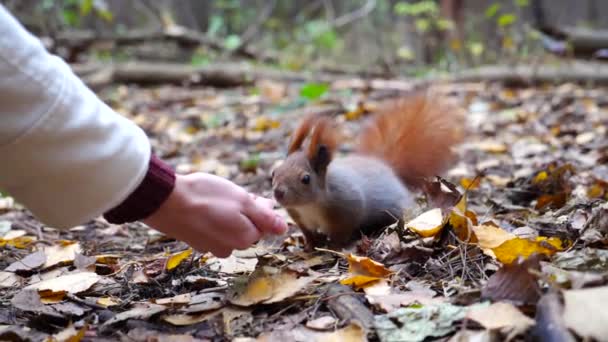 Wildes Süßes Eichhörnchen Das Wald Nüsse Vom Weiblichen Arm Schnüffelt — Stockvideo