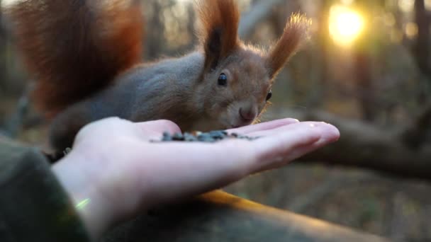 Περίεργα Χνουδωτά Τρωκτικά Μυρίζουν Ηλιόσπορους Από Γυναικείο Χέρι Στο Δάσος — Αρχείο Βίντεο