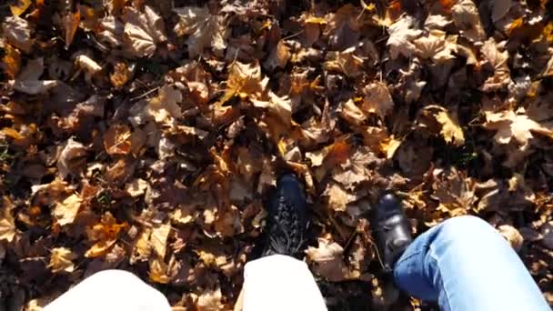 Genç Bir Çiftin Ormanda Akçaağaç Yapraklarında Birlikte Yürümesi Sonbahar Parkında — Stok video