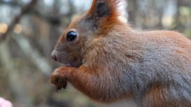 Sonbahar parkında yaban sincabı yiyen kabarık sincaplara yakın bir yerde ceviz bulduk. Şirin kahverengi kemirgen ormanda fındık kemiriyor. Dışarıda yiyecek çiğneyen küçük bir Sciurus. Vahşi yaşam kavramı.