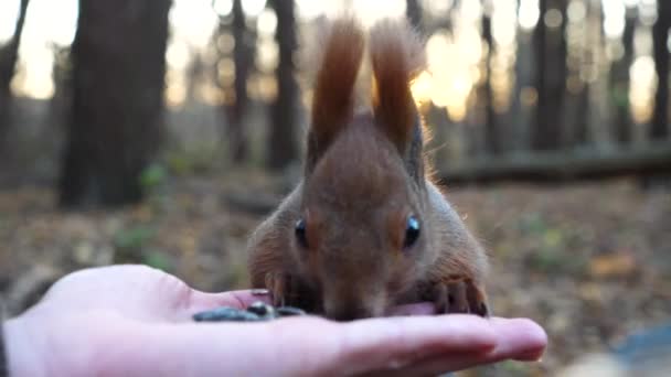 Roedor Bonito Comendo Comida Mão Jovem Floresta Esquilo Fofo Selvagem — Vídeo de Stock