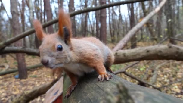 Curious Brown Rodent Climbing Wooden Branch Sniffing Camera Outdoor Cute — Stock Video