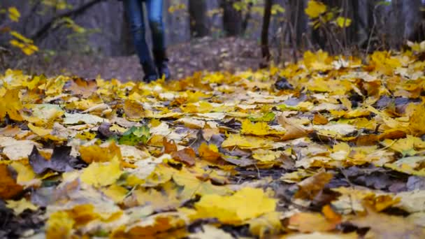 在公园里 脚踩着靴子的女足走在落下来的枫叶上 秋天的森林里 年轻女子的腿踩在黄叶上 在野外小径上散步的女孩 特写慢动作 — 图库视频影像