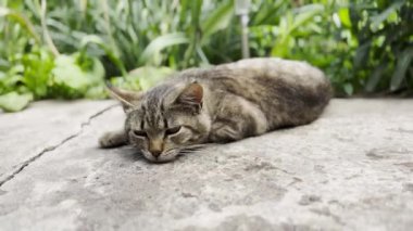 Vücudunu çimentoya sürten sevimli komik kedi yavrusu. Bahçede yatan gri çizgili kedi. Güzel ev kedisi dışarıda dinleniyor. Tapılası evcil hayvan kavramı. Kapat.