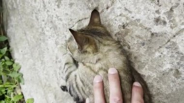 Erkek kolu dışarıda uzanan sevimli kedi yavrusunu okşuyor. Adamın eli dışarıda sevimli bir evcil kediyi okşuyor. Bahçede güzel gri kediciği okşayan genç adam. Bakım ve hayvan sevgisi kavramı. POV 'u kapat