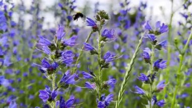 Bahar çiçeklerini dölleyen bal arısı. Uçan arı yaz tarlasında mor çiçekten polen topluyor. Çayırdaki kır çiçeklerinden nektar toplayan yaban arısı. Küçük böceğin sıkı çalışması. Yavaşla.