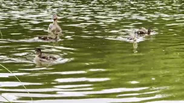 夏の日に湖に浮かぶアヒルを抱えたマラード 池で泳ぐブロッドと母アヒル 自然の生息地にいる鳥たち 動物の野生生物の概念 スローモーションを閉じる — ストック動画