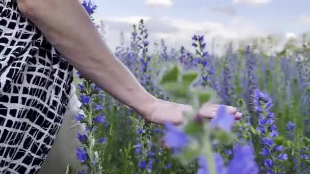 Mano Femenina Tiernamente Tocando Flores Púrpuras Campo Mujer Moviendo Brazo — Vídeos de Stock
