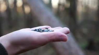 Woman feeding cute tit bird to sunflower seeds in forest. Small titmouse eating meal from arm of young girl outdoor. Beautiful tomtit pecking food from a female hand at autumn. Close up Slow mo