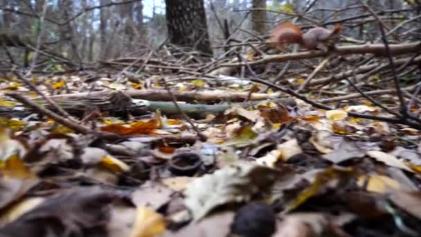 Wildflauschiges Eichhörnchen Sitzt Ast Herbstwald Nettes Braunes Nagetier Blickt Park — Stockvideo