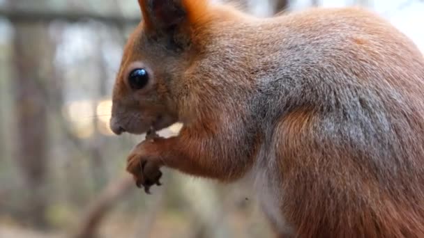 Close Esquilo Fofo Selvagem Comendo Nozes Encontradas Parque Outono Roedor — Vídeo de Stock