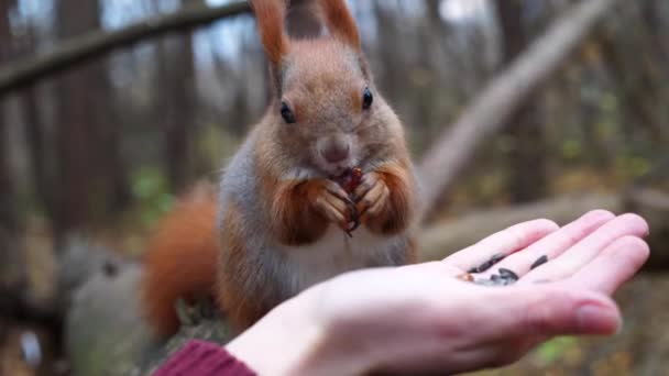 Wildes Flauschiges Eichhörnchen Nimmt Nüsse Aus Dem Weiblichen Arm Und — Stockvideo