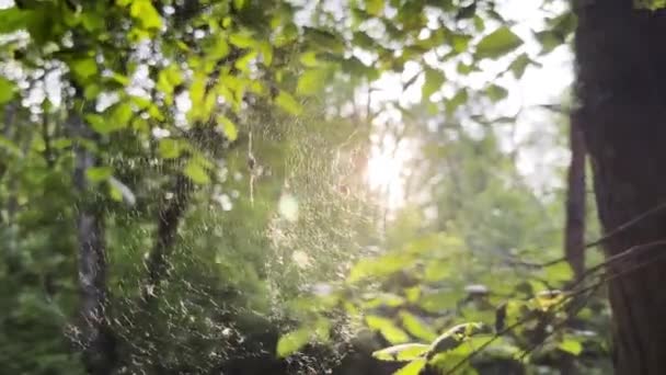 Telaraña Balanceándose Viento Con Luz Del Sol Fondo Spider Construye — Vídeos de Stock