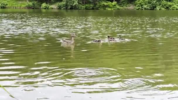 Mallard Kaczątkami Pływającymi Jeziorze Letni Dzień Matka Kaczka Czerwienią Pływająca — Wideo stockowe