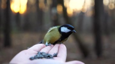 Little tomtit eating meal from arm of young girl against blured sunset at background. Small titmouse pecking food from a female hand at autumn. Woman feeding cute tit bird to sunflower seeds in forest