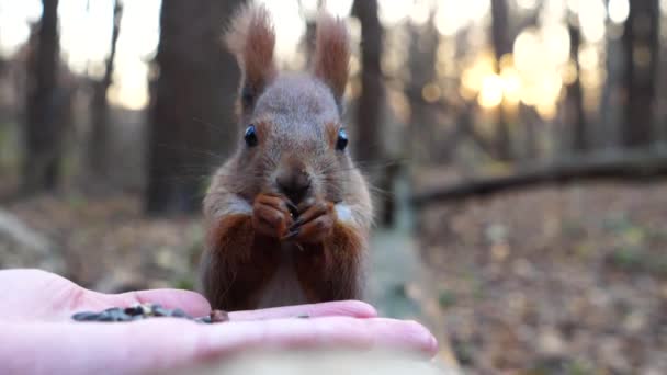 Wildflauschiges Eichhörnchen Nimmt Sonnenblumenkerne Vom Weiblichen Arm Und Nagt Daran — Stockvideo